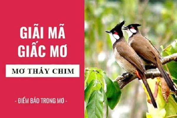 Giải mã giấc mơ thấy chim