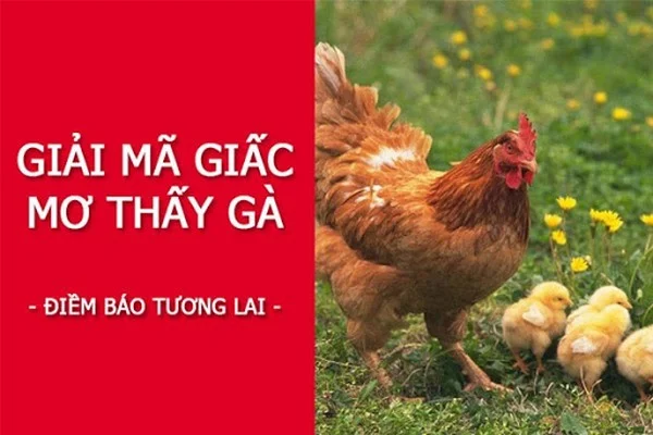 Những giấc mơ thấy gà liệu có hoàn toàn là điềm báo may mắn?