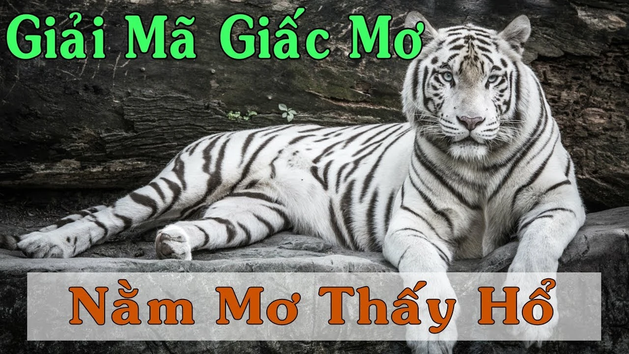 Giải mã chi tiết giấc mơ thấy hổ