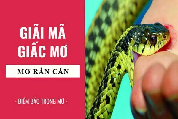 Đa số giấc mơ thấy rắn cắn đều là điềm tốt lành