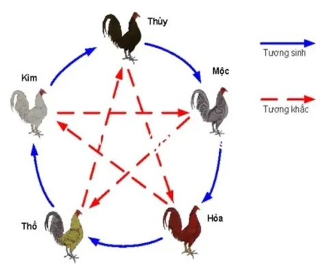 Chọn gà có màu lông tương ứng với Ngũ hành và theo quy luật Tương sinh - Tương khắc